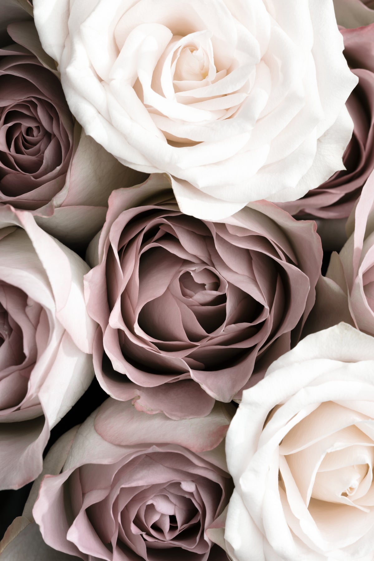framedposter-print-roses-3