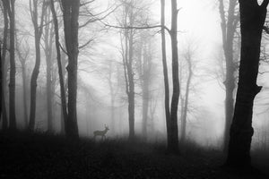 framedcanvas-print-forest-xue