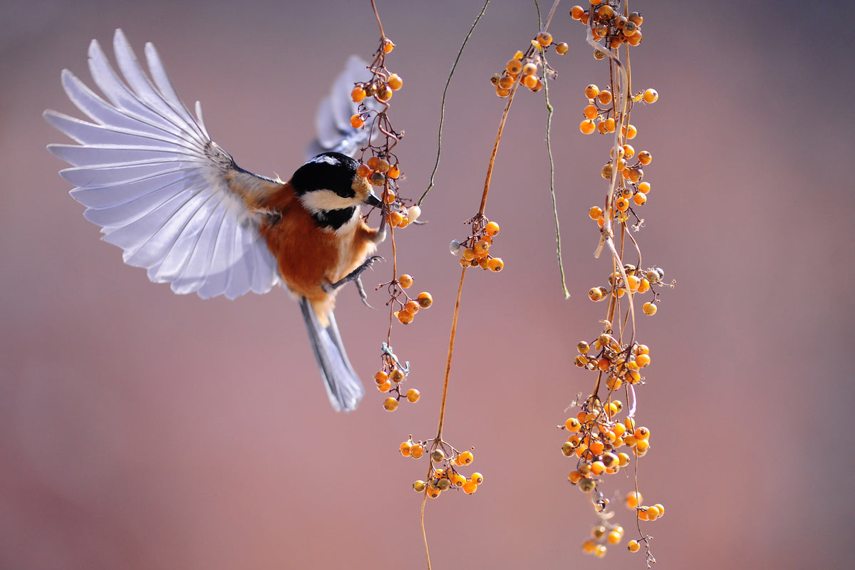 framedposter-print-bird-in-action