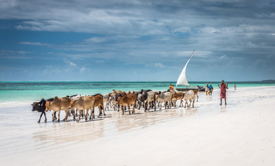 poster-print-masai-cattle-on-zanzibar-beach