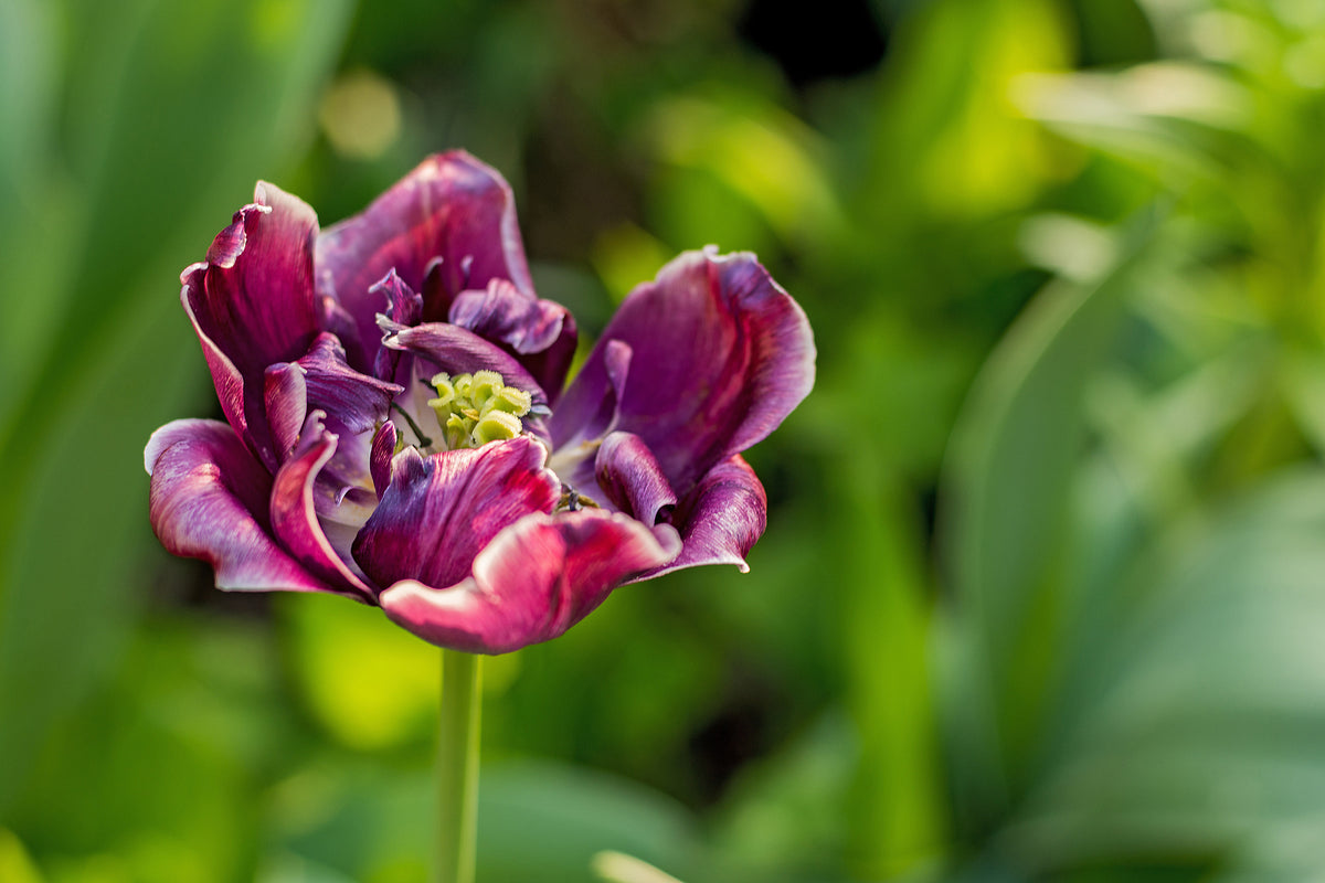 framedcanvas-print-dark-tulip-in-nature