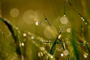 3-piece-aluminium-print-dew-in-the-morning