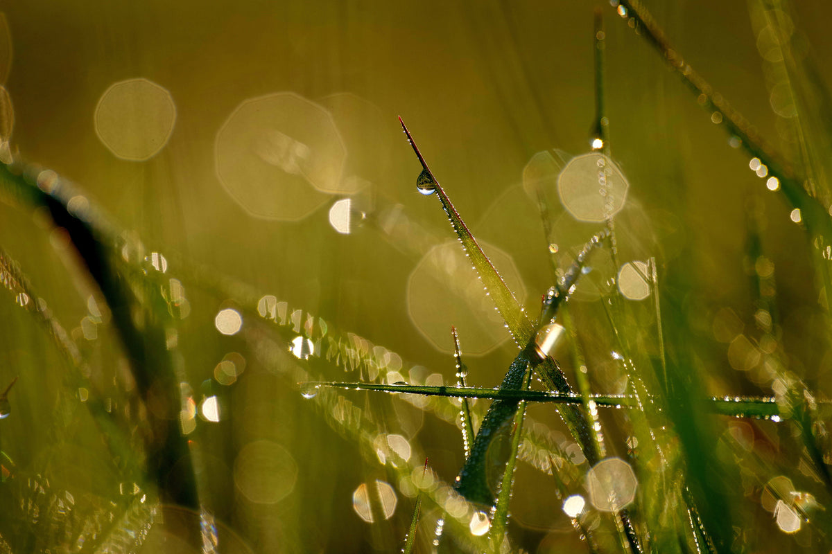 3-piece-aluminium-print-dew-in-the-morning