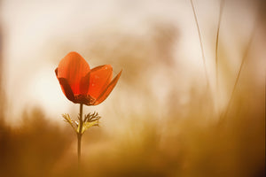 canvas-print-untitled-xxxi