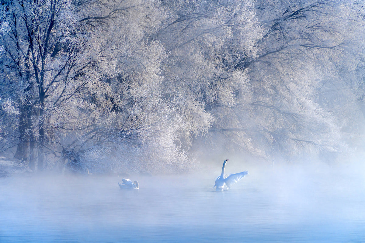 framedcanvas-print-swan-lake-x