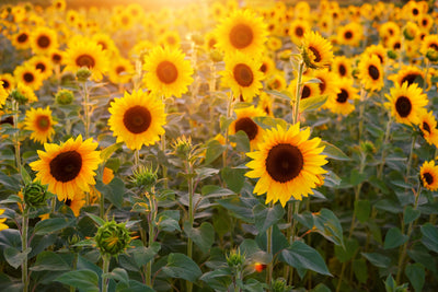 poster-print-sunflower-field