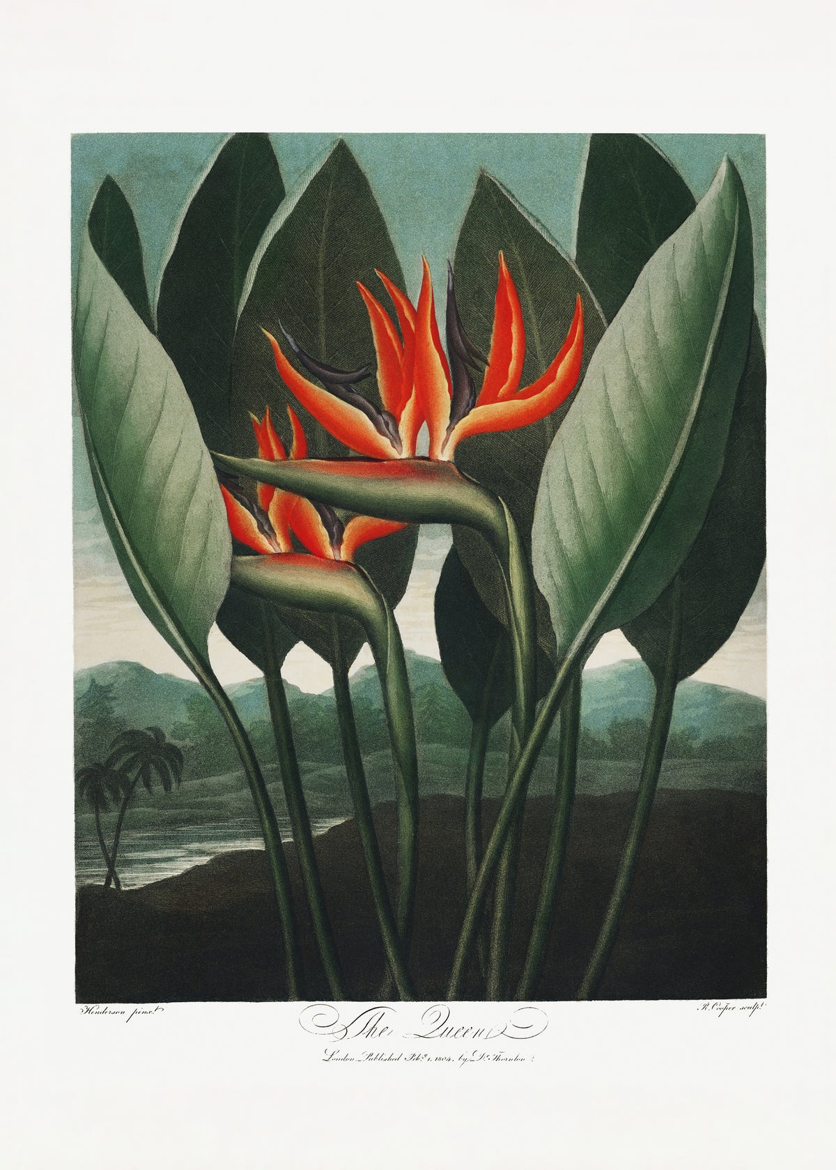 aluminium-print-the-queen-plant-from-the-temple-of-flora-1807