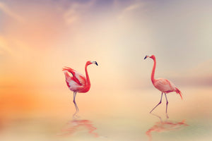 aluminium-print-romantic-flamingos