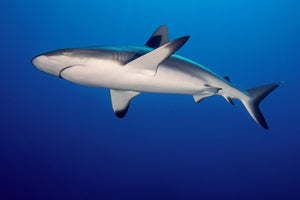 aluminium-print-shark-in-the-dark-sea