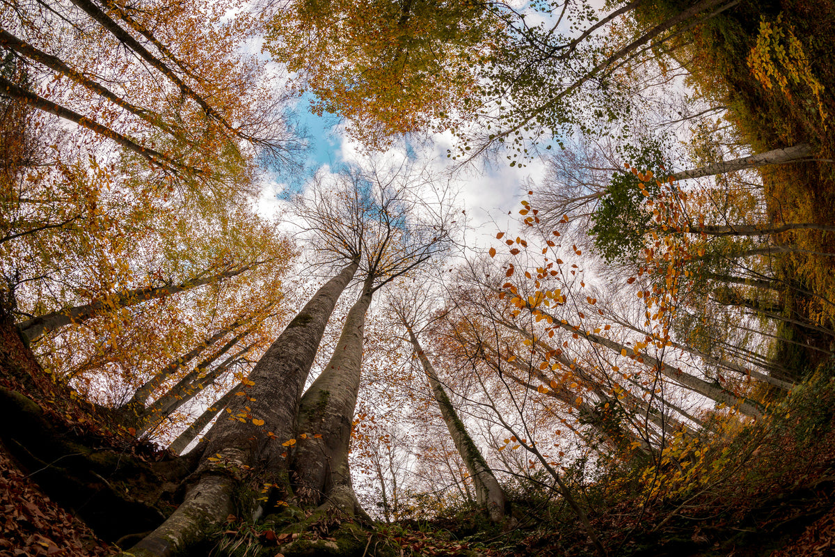 aluminium-print-forest-xax