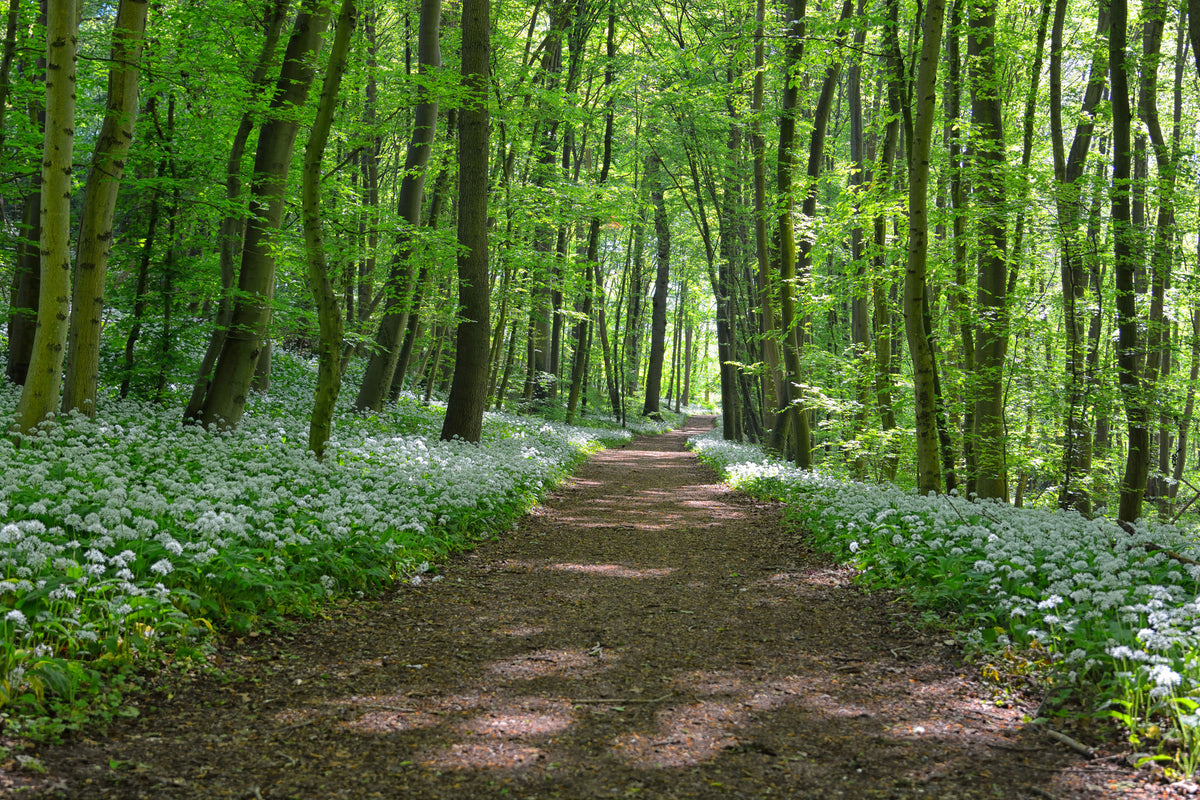 framedposter-print-we-love-the-summer-in-the-woods