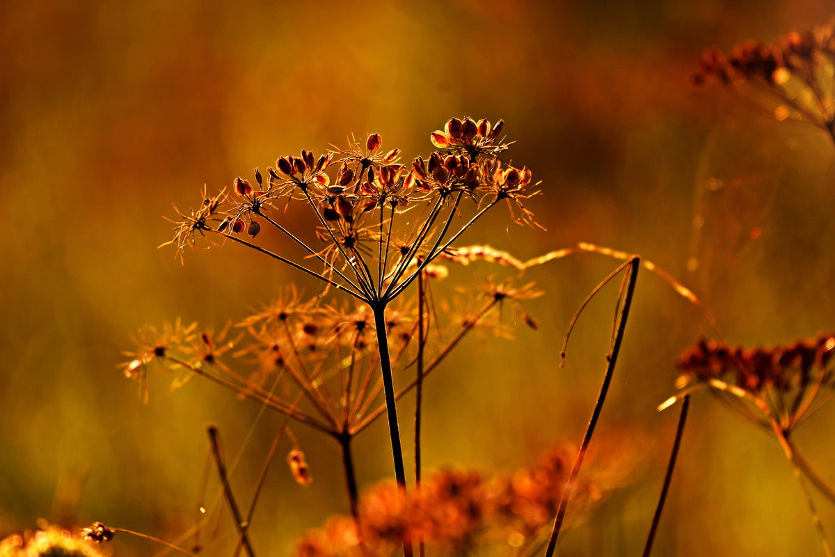 3-piece-acrylic-print-seeds