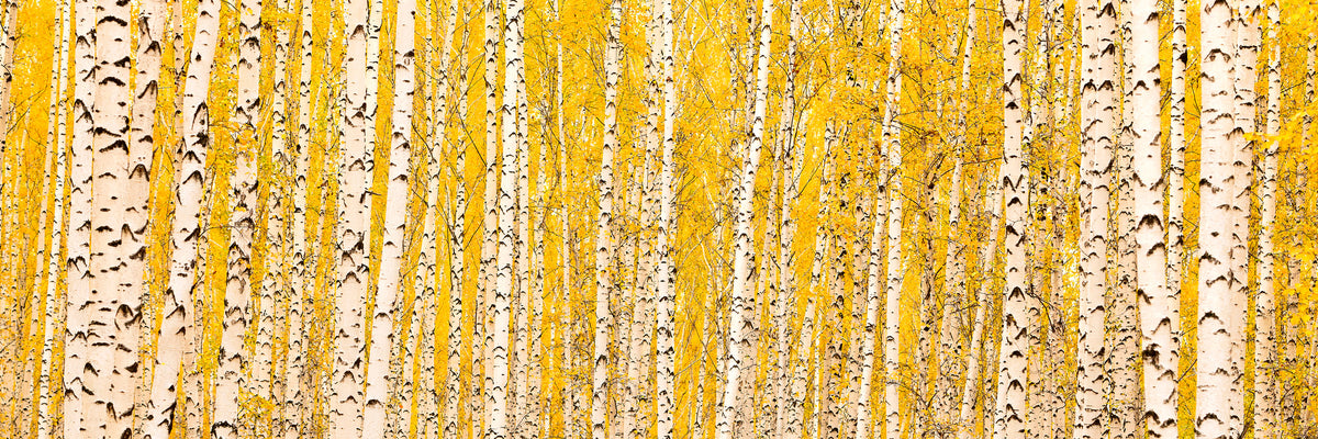 panoramic-canvas-print-the-birch-forest-in-autumn-panorama