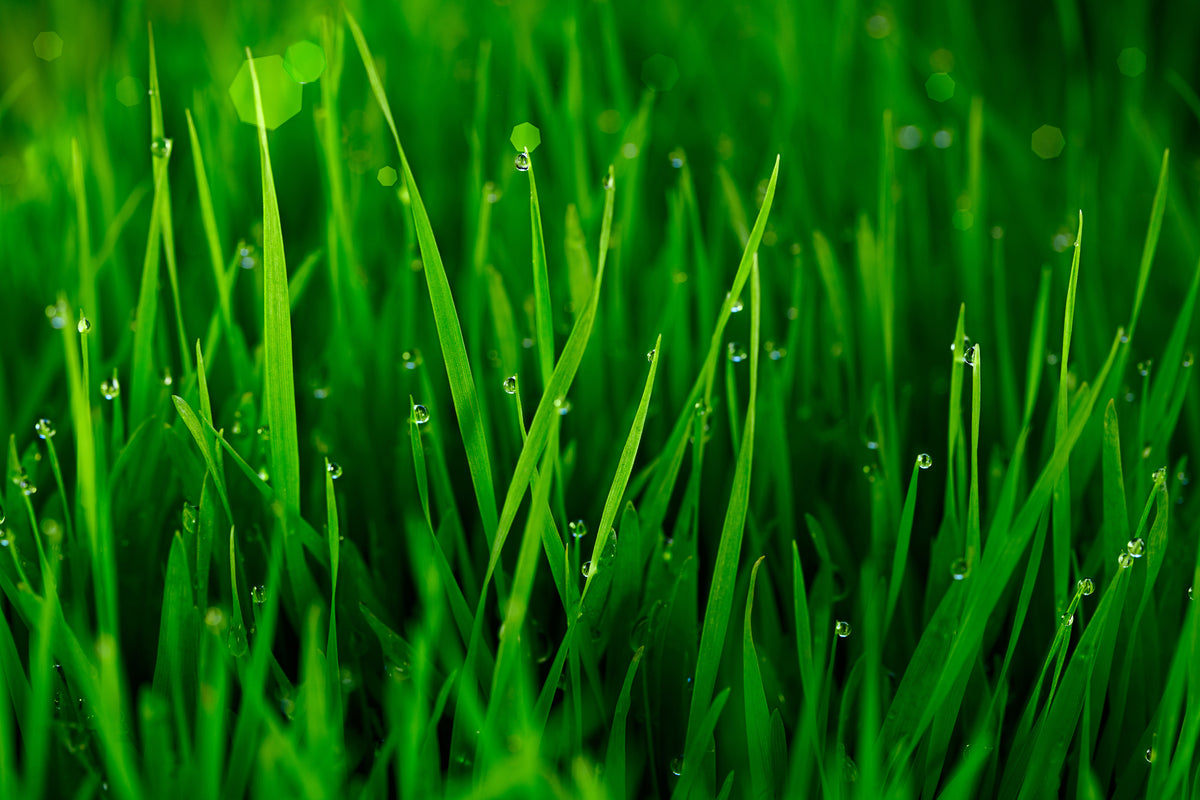 modern-3-piece-acrylic-print-grass-with-morning-dew