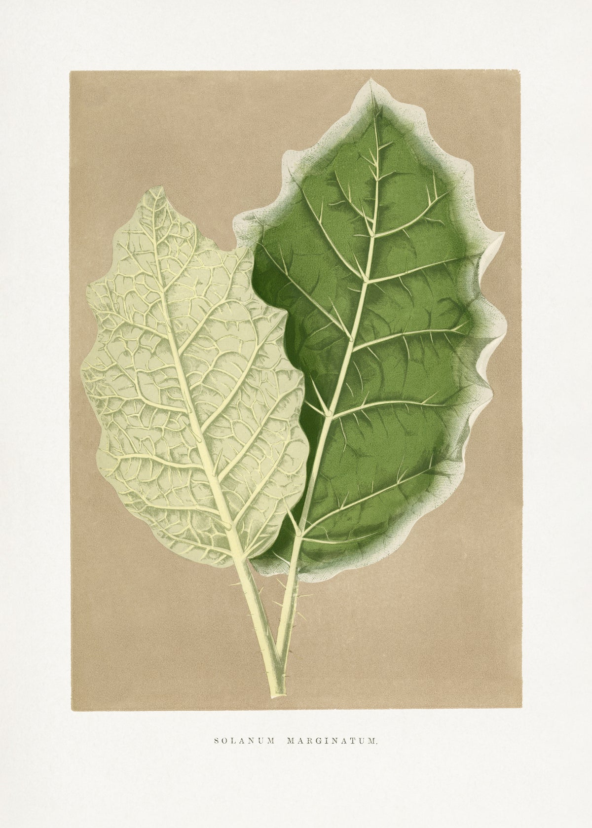 poster-print-green-solanum-marginatum