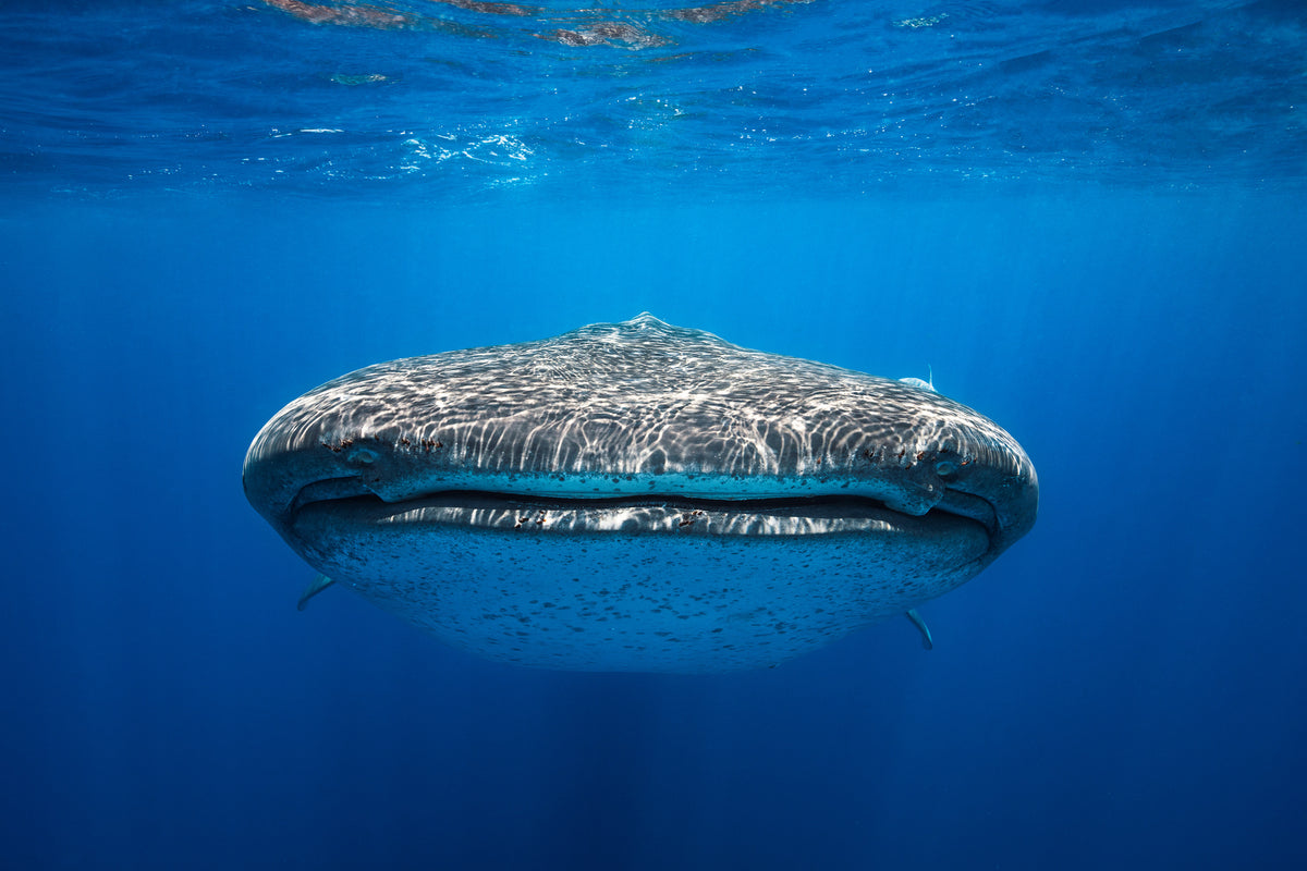 modern-3-piece-aluminium-print-face-to-face-with-a-whale-shark