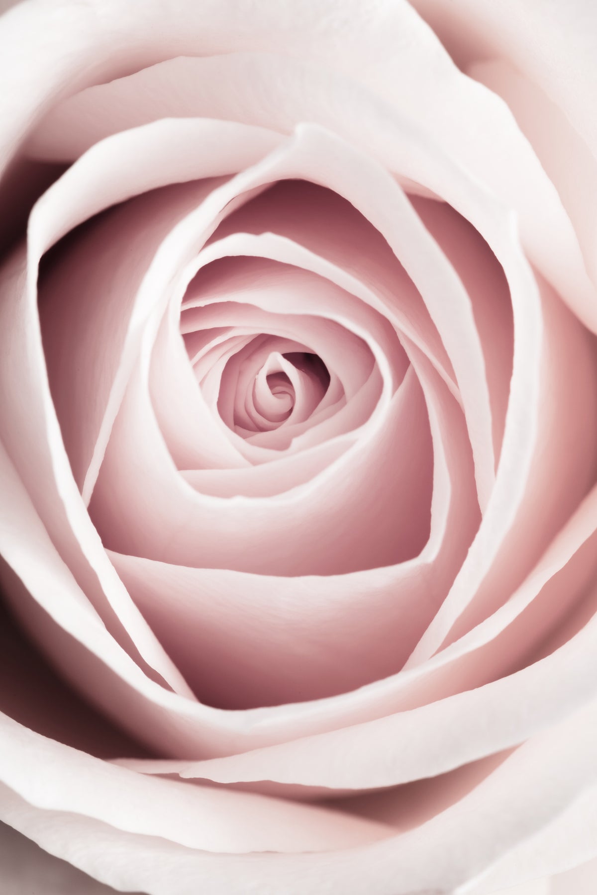 framedcanvas-print-pink-rose-no-1
