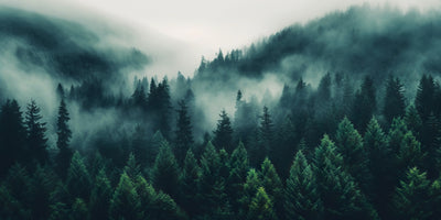 poster-print-misty-landscape-with-fir-forest-in-retro-vintage-style