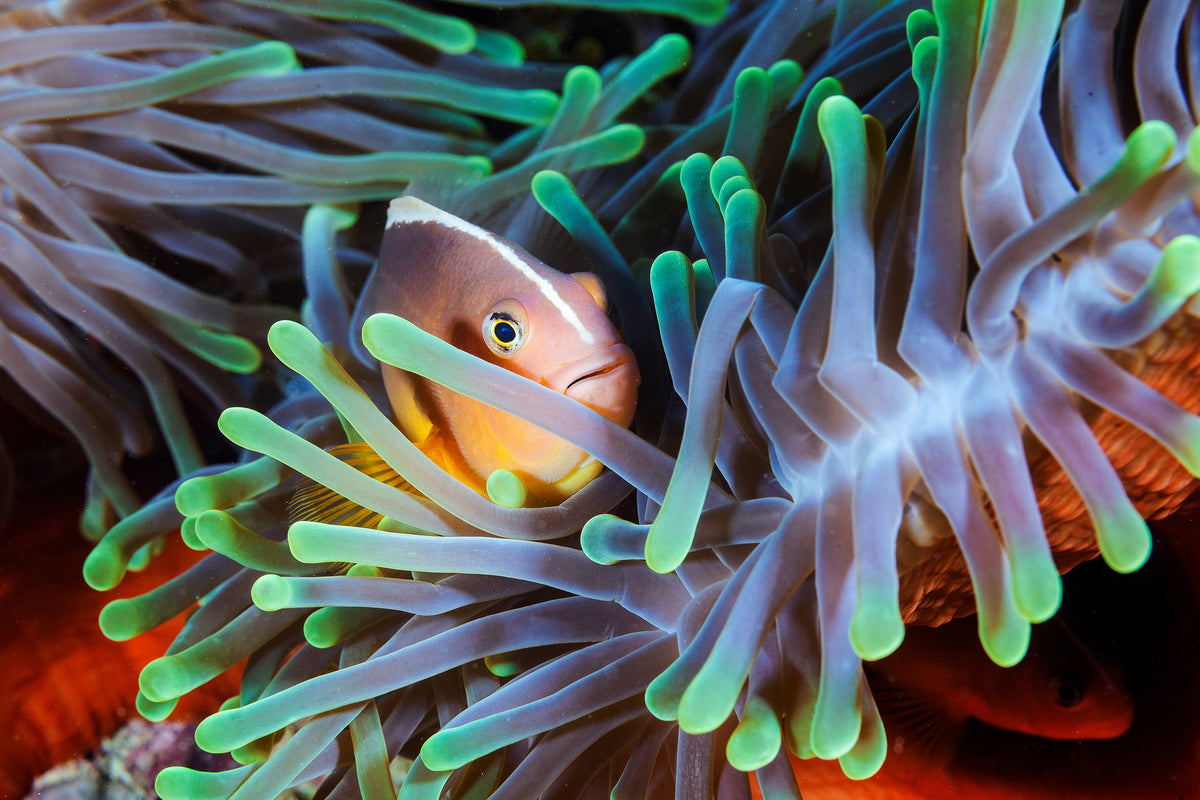 3-piece-canvas-print-clownfish