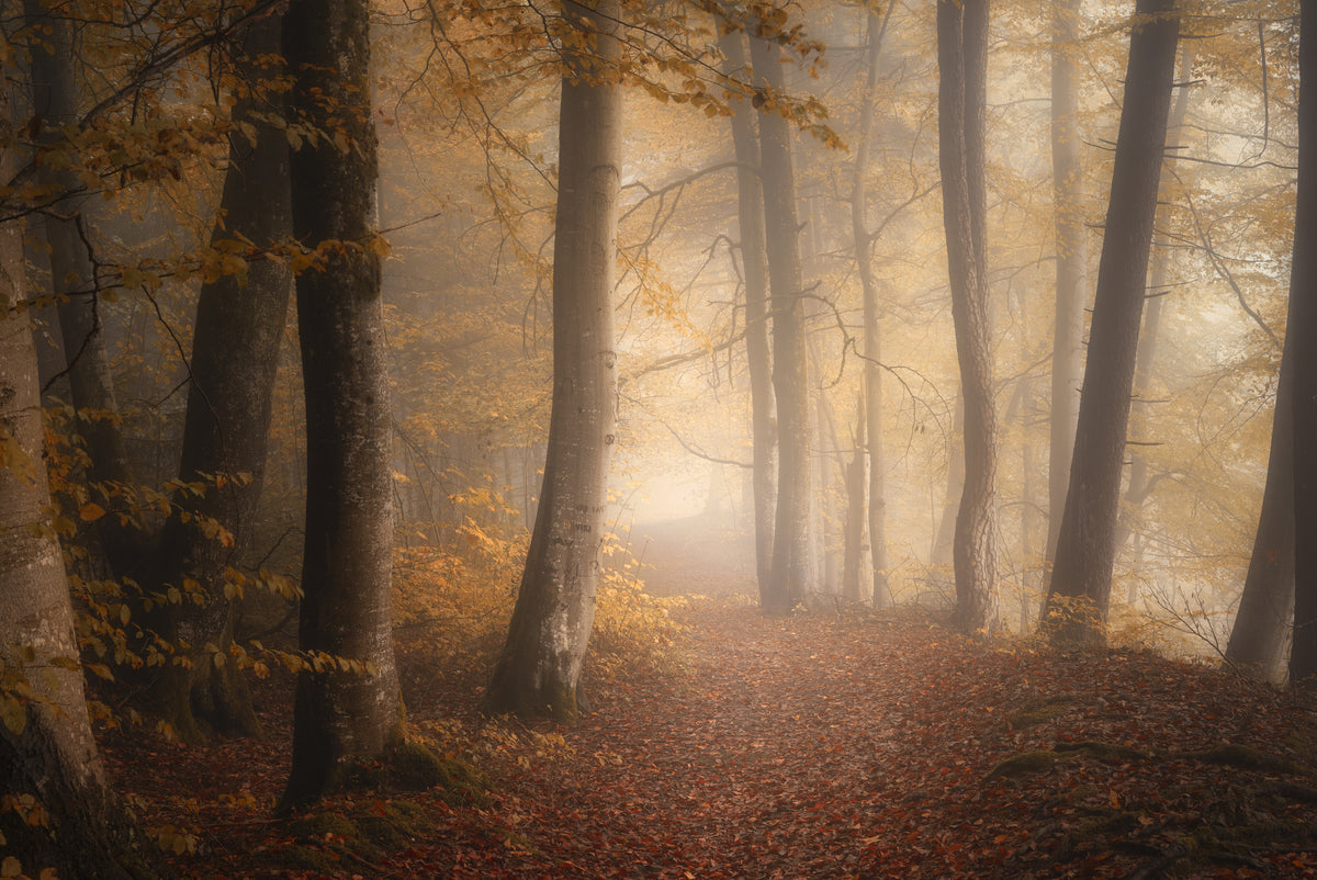 acrylic-print-surrounded-by-fall
