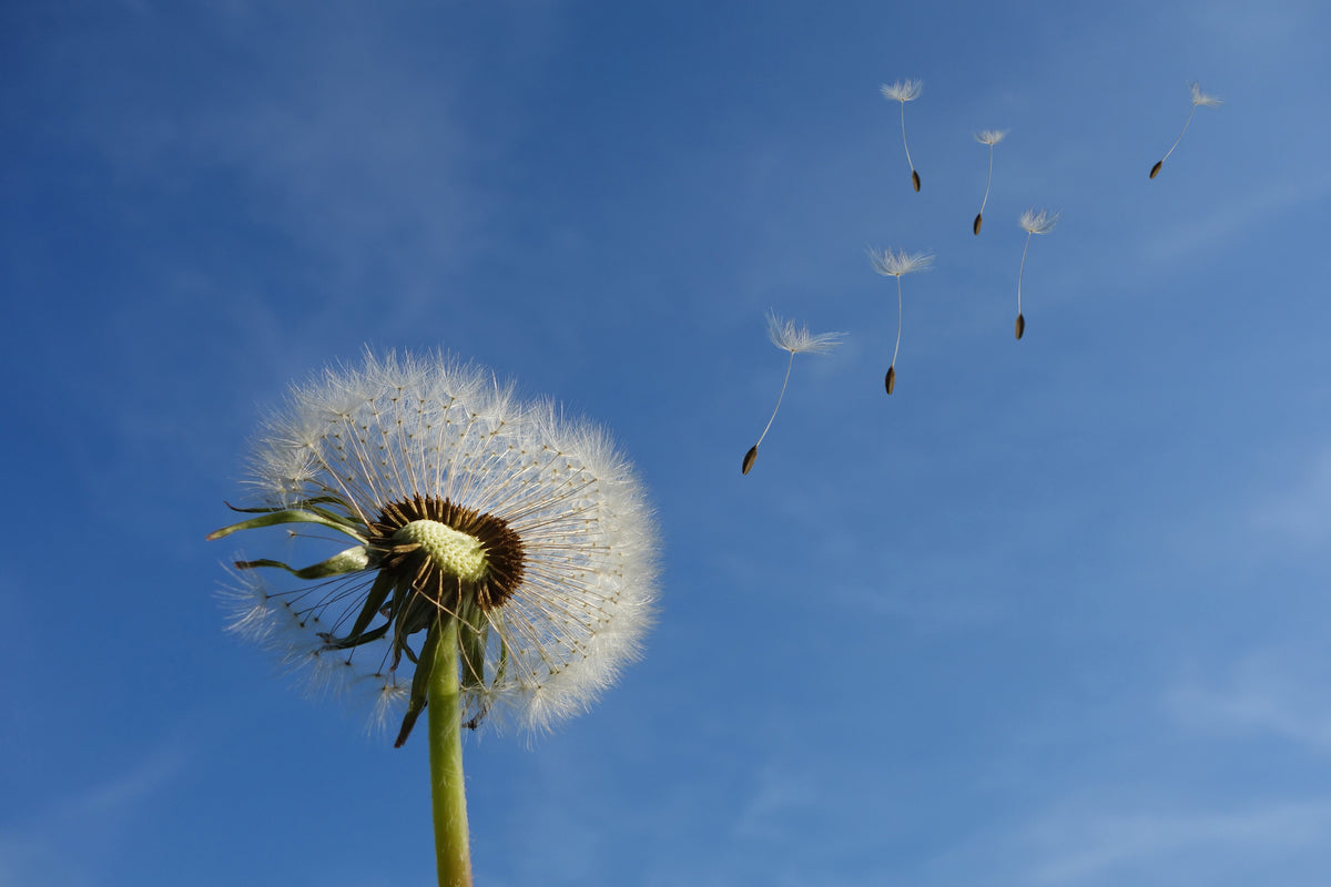 acrylic-print-dandelion-i-wish-for-something