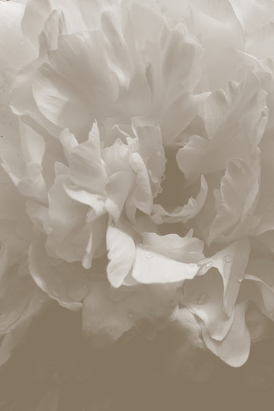 poster-print-peony-9