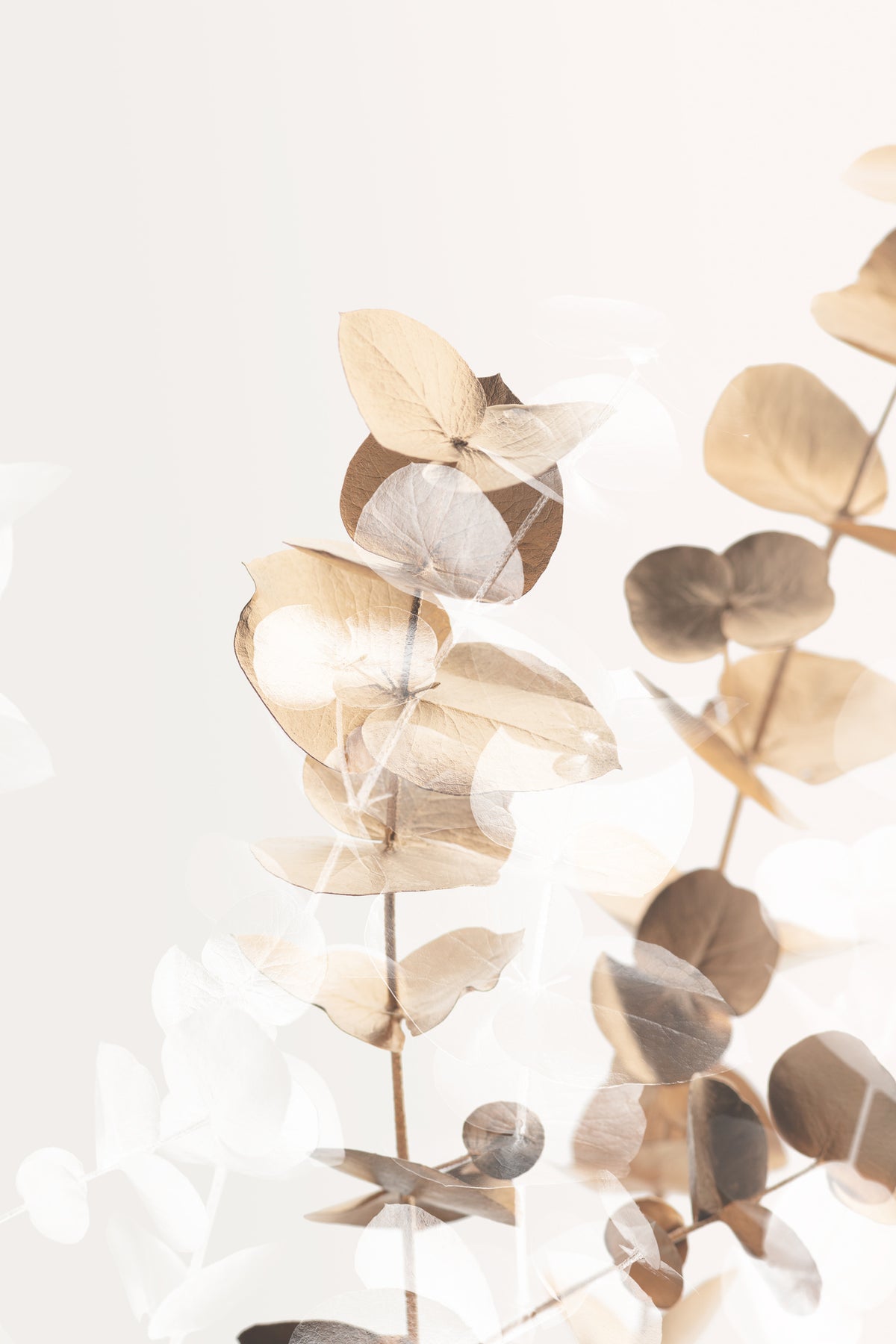 framedposter-print-eucalyptus-creative-gold-01