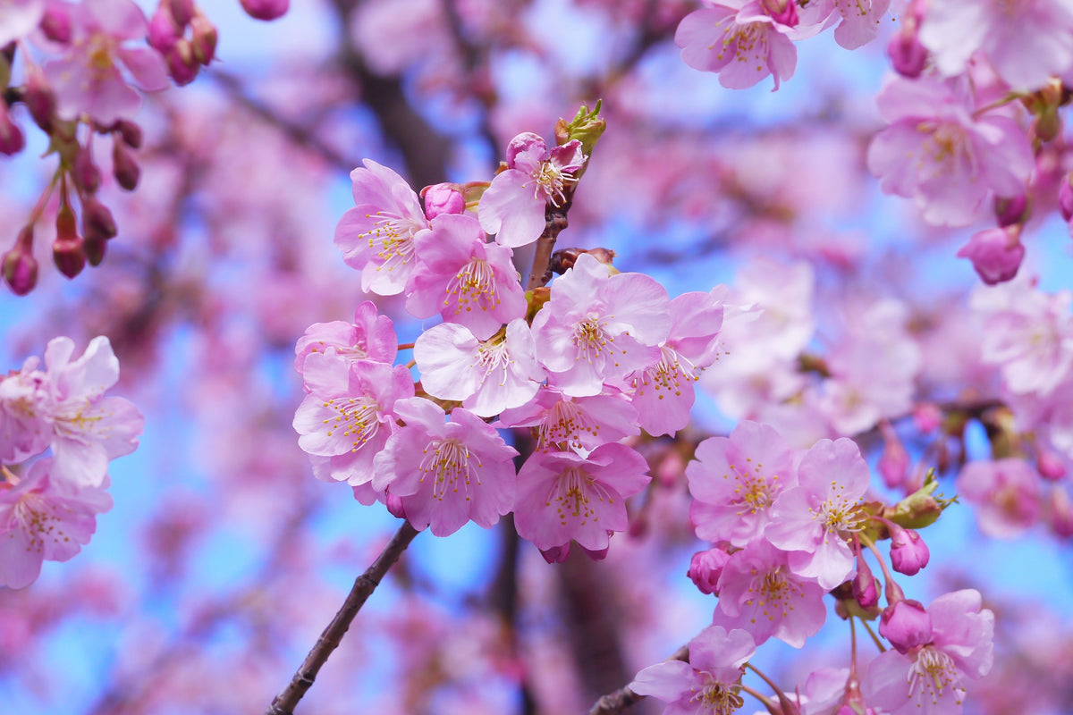 aluminium-print-gorgeous-cherry-blossom