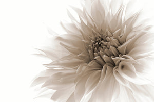 acrylic-print-dignified-x
