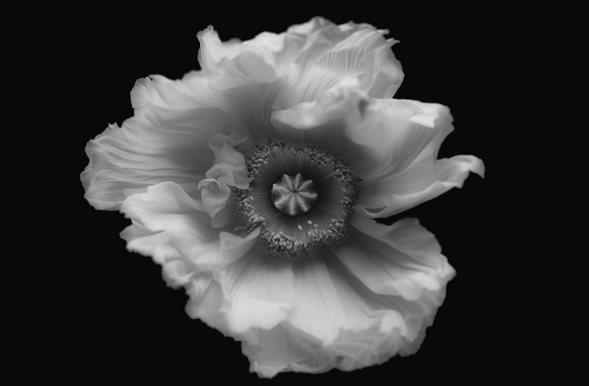 framedposter-print-poppy-in-mono