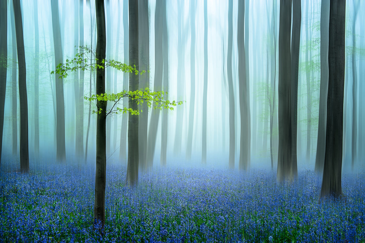 acrylic-print-the-blue-forest