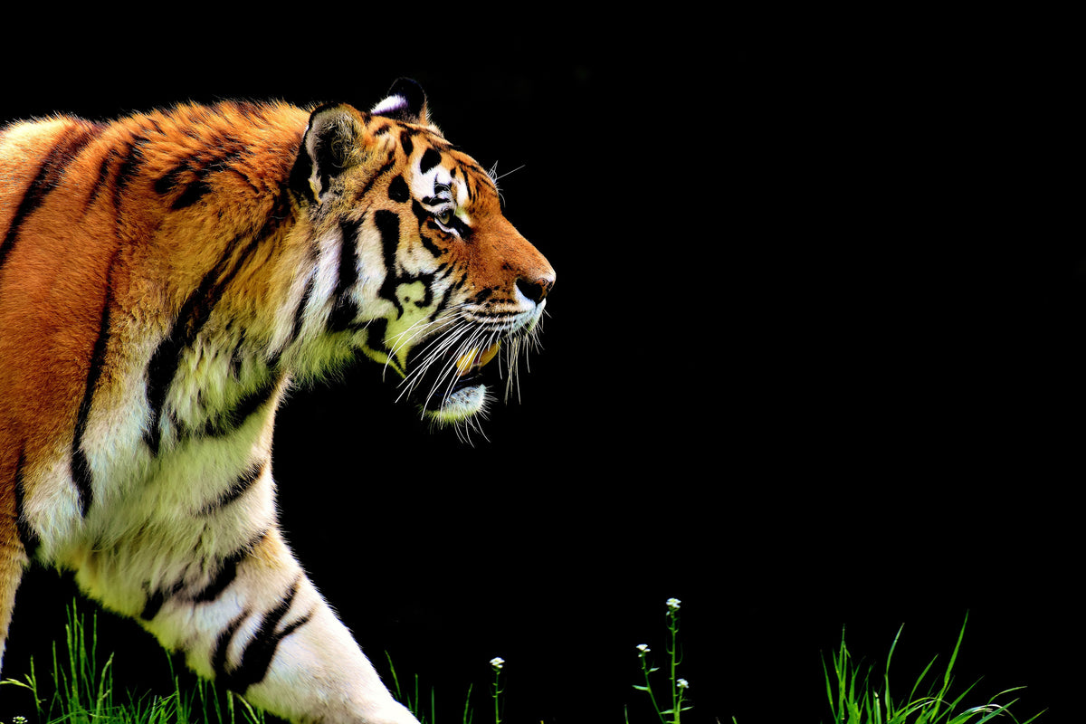 framedposter-print-imposing-tiger