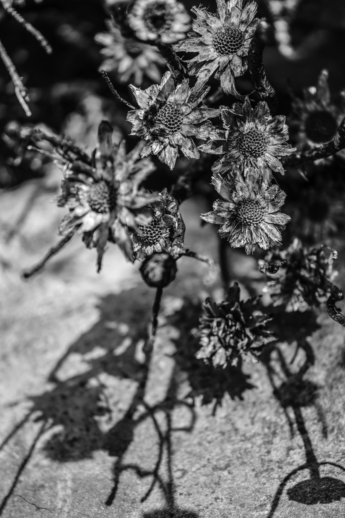 framedposter-print-charcoal-garden