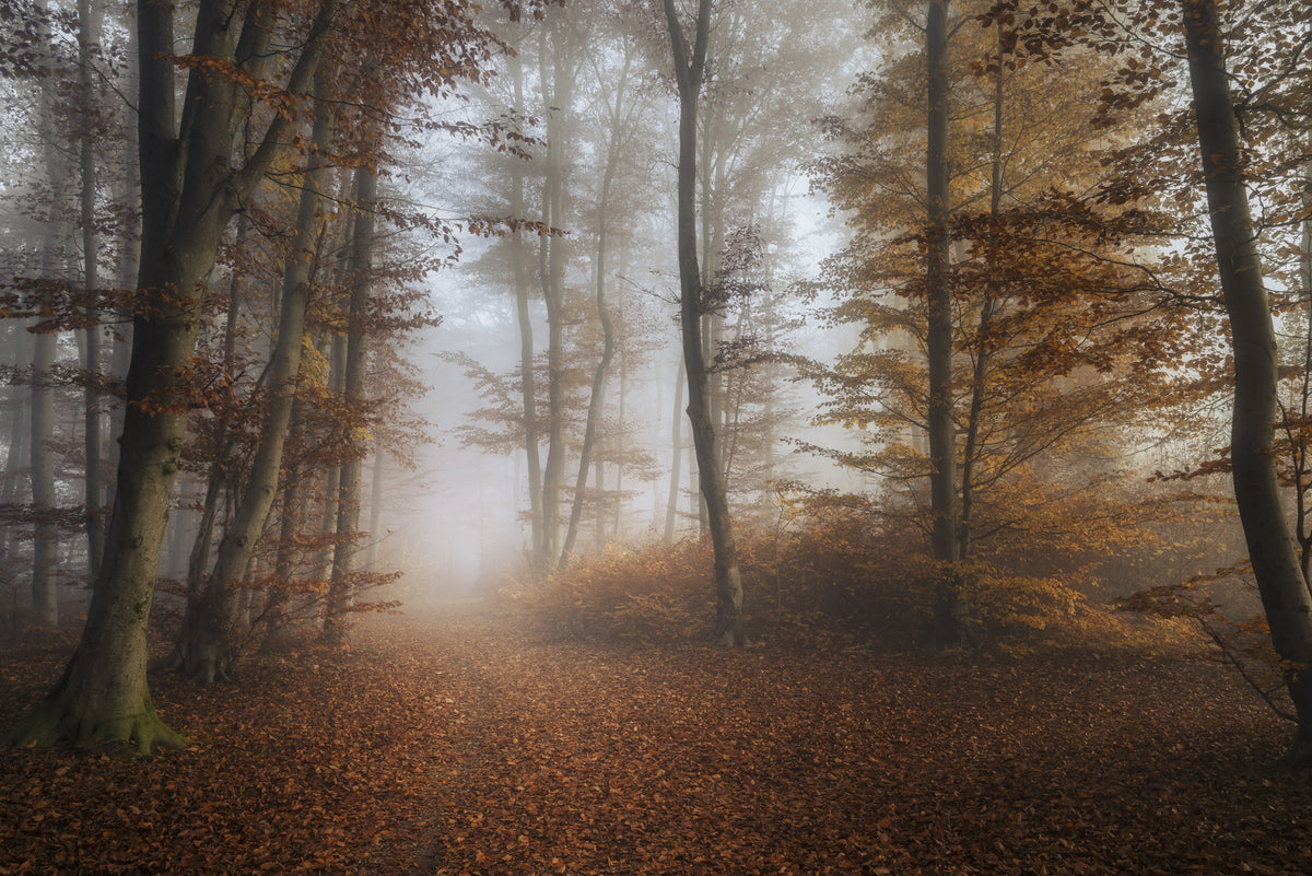 framedcanvas-print-fall-forest-2
