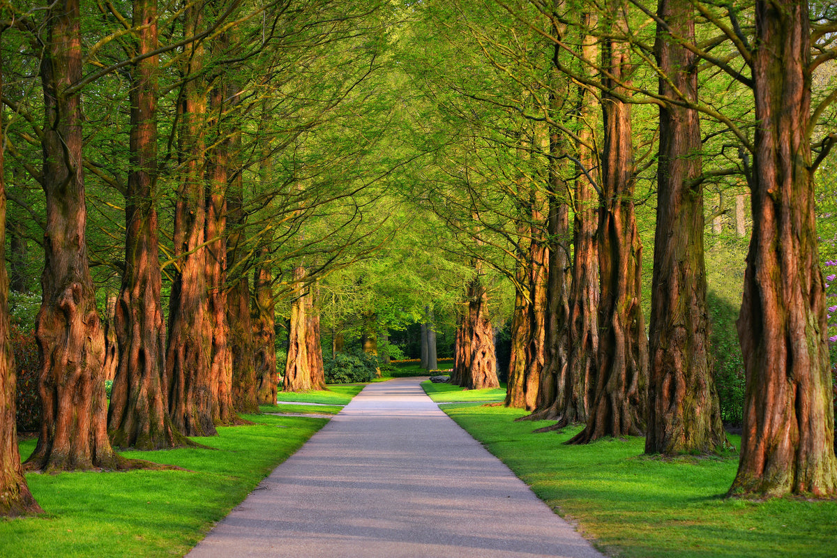canvas-print-beautiful-avenue-in-nature