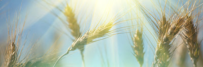 panoramic-poster-print-king-of-cereals-panorama