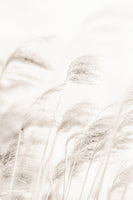poster-print-reed