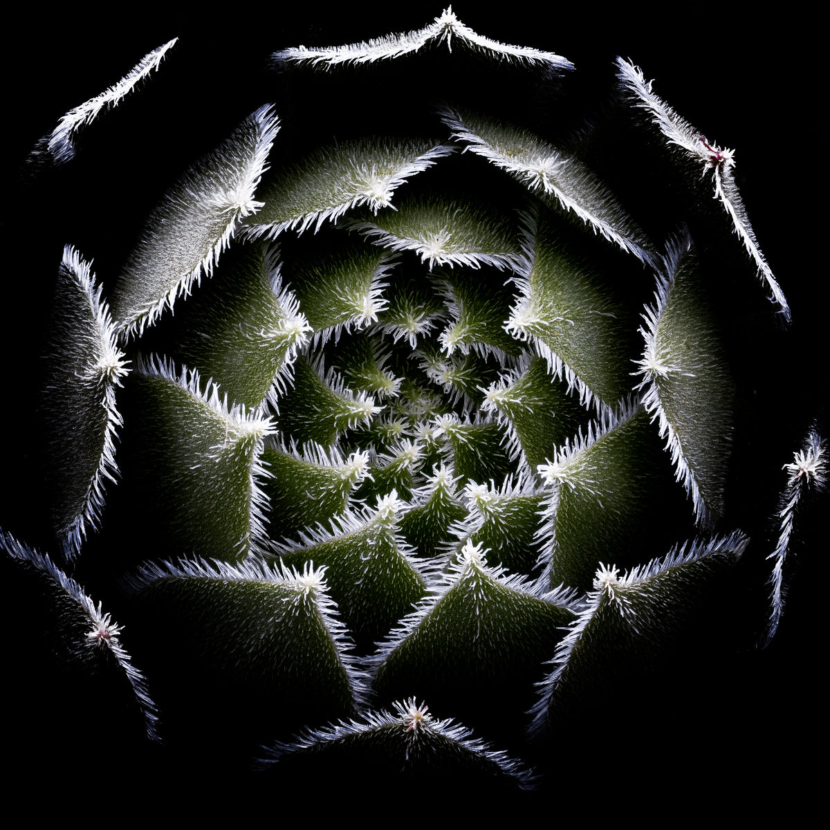 9-piece-aluminium-print-sempervivum-rosette-2