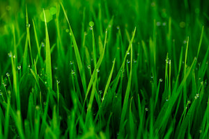 3-piece-canvas-print-grass-with-morning-dew