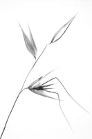 framedposter-print-beauty-of-a-weed
