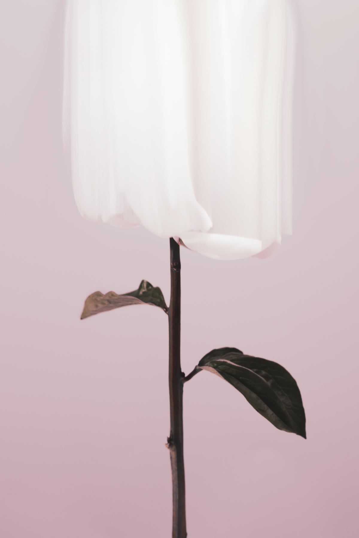 framedposter-print-peony-19