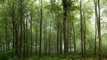 aluminium-print-forest-2