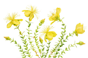 canvas-print-hypericum-x