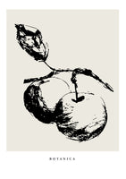 framedposter-print-botanicalineno27