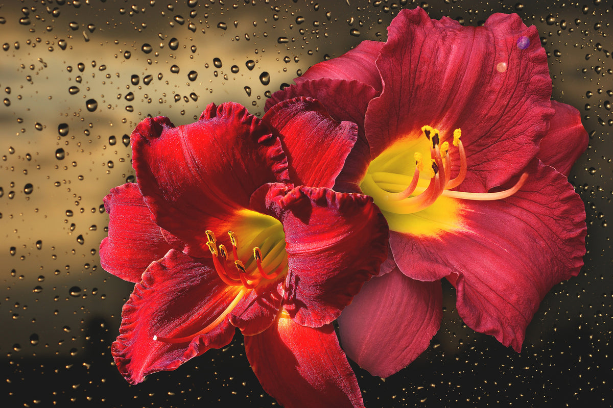 3-piece-acrylic-print-lily-flowers-with-water-drops
