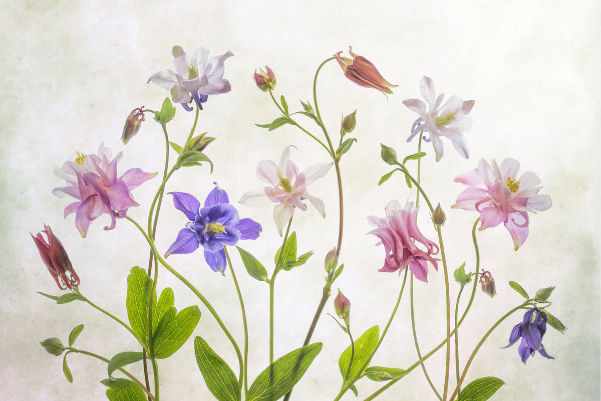 modern-3-piece-aluminium-print-columbine