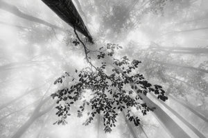 3-piece-acrylic-print-the-power-of-the-forest