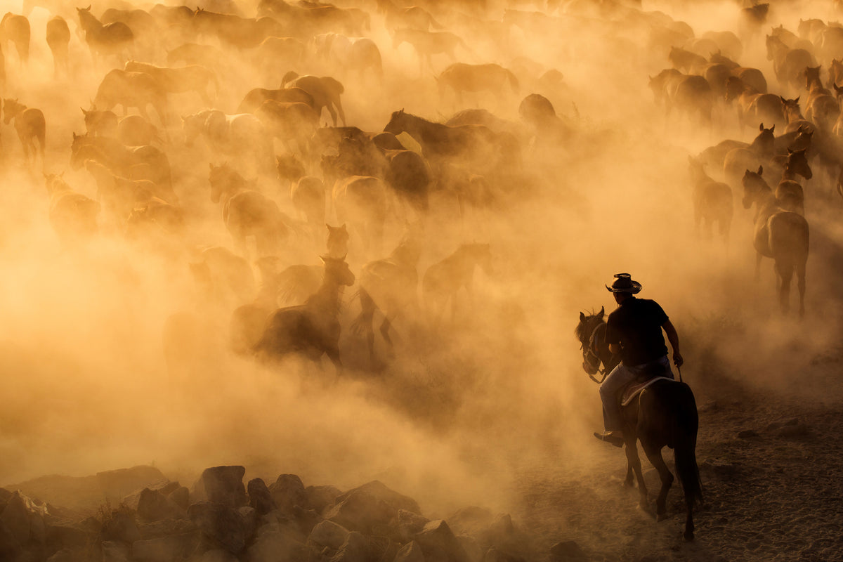 framedposter-print-cappadocia-wild-horses-x