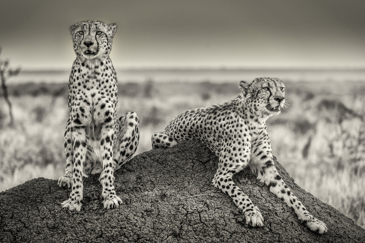 acrylic-print-two-cheetahs-watching-out