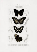 framedcanvas-print-collection-of-butterflies-01
